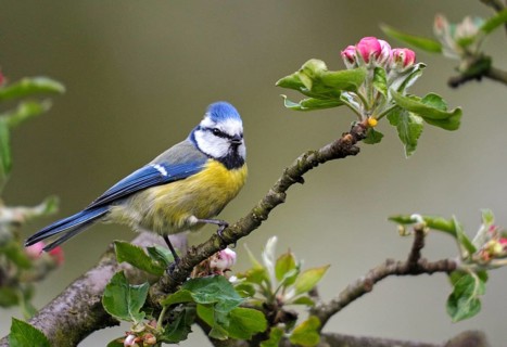 Blue tit, Parus caeruleus, birds, spring, garden, meadow orchard, tit, passeri, songbirds, song