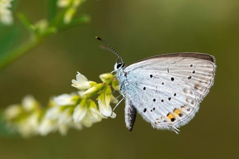 Cupid argiades, short-tailed blue, butterfly, insects, butterfly, short-tailed blue, butterflies,