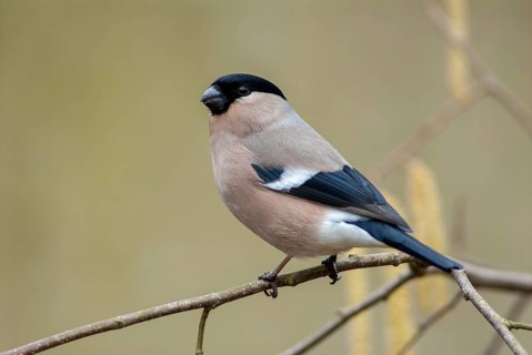 Bullfinch, Bullfinch, Pyrrhula Pyrrhula, Birds, Bullfinch, Female, Passeri, Songbirds, Birds,