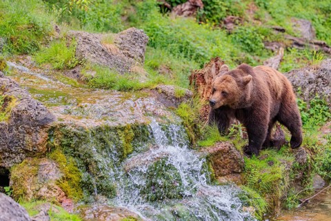 A female brown bear (Ursus arctos arctos) is walking through dense vegetation in hilly terrain,