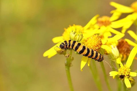 St. James's ragwort moth or blood moth (Tyria jacobaeae), butterfly caterpillars, moths, family of