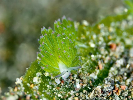 Small green nudibranch, the ‘Shaun the Sheep' nudibranch (Costasiella kuroshimae), on the seabed.
