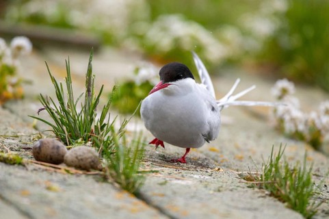 Arctic tern, arctic tern, Norway, sterna paradisaea, varanger, birds, breed, brood,