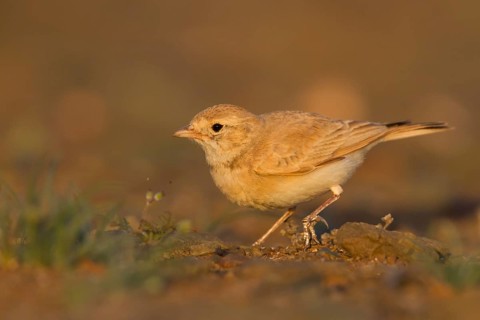 Bar-tailed Desert Lark - Sandlerche - Ammomanes cincturus, Marokko, adult