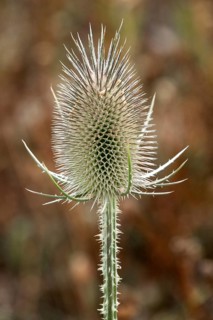 Wild teasel (Dipsacus fullonum), Baden-Württemberg, Germany