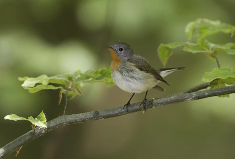 Red-breasted Flycatcher (Ficedula parva), Mecklenburg-Western Pomerania, Germany