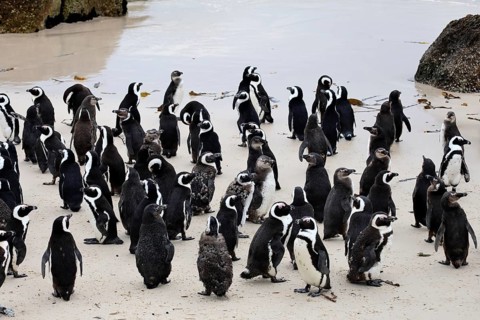 African penguin (Spheniscus demersus), adult, group, on the beach, by the water, Boulders Beach,