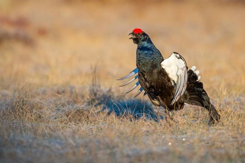 Black grouse (Lyrurus tetrix), black grouse courtship in Sweden, Fågelsjö, Gävleborgs län, Sweden