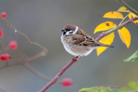 Tree Sparrow, Dog Rose, Passer Montanus, Rosa Canina, Rosaceae, Rose Family, Sparrow, Autumn,