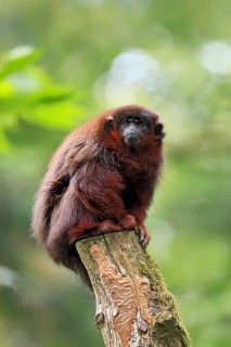 Coppery titi (Plecturocebus cupreus, syn.: Callicebus cupreus), adult, alert, sitting, tree trunk,