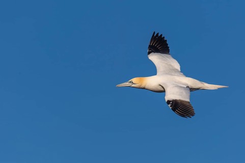 Northern Gannet (Morus bassanus) in flight, Heligoland, Schleswig-Holstein, Germany