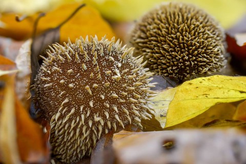 Hedgehog bovist, hedgehog dust, lycoperdon echinatum, dust, fungi, fungus, mushrooms, spiny