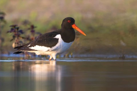 Eurasian Oystercatcher (Haematopus ostralegus), North Rhine-Westphalia, Germany