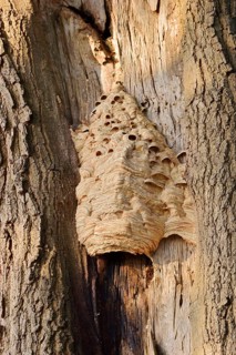 Hornets (Vespa crabro), nest on a tree trunk, hornet's nest, North Rhine-Westphalia, Germany