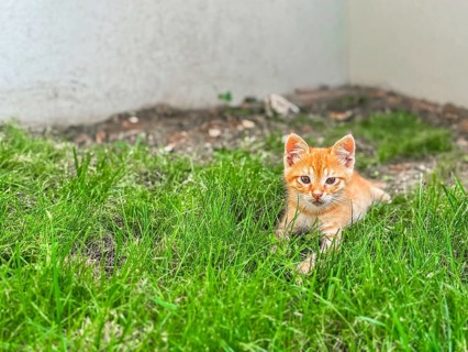 A small orange tabby kitten lies in green grass. The kitten has bright eyes and a playful demeanor,