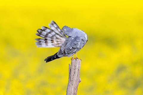 Montagu's harrier (Circus pygargus) adult male preening tail feathers while perched on wooden fence