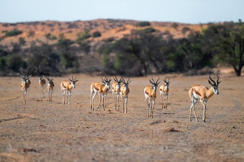 Springbok (Antidorcas marsupialis), herd in the dry Auob riverbed, Kalahari Desert, Kgalagadi
