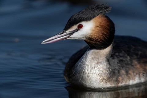 Great Crested Grebe (Podiceps cristatus), Emsland, Lower Saxony, Germany