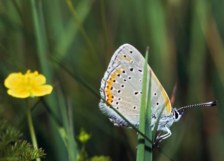 Purple gold butterfly, lycaena hippothoe, purple-edged copper, butterfly, insects, butterfly,