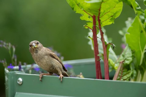 House sparrow (Passer domesticus) adult garden bird feeding on swiss chard vegetable plants in a