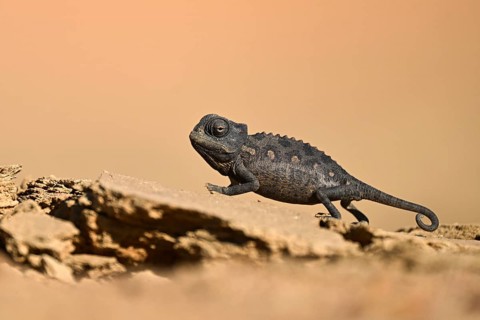 Desert chameleon, Namaqua chameleon (Chamaeleo namaquensis), Namib Desert near Swakopmund, Namibia