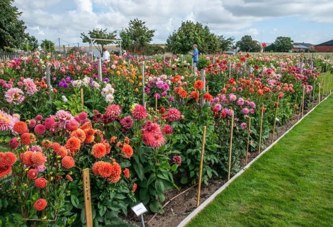 Growing various dahlia varieties in the Dahlia Farm in Löderup, Ystad municipality, Skåne County,