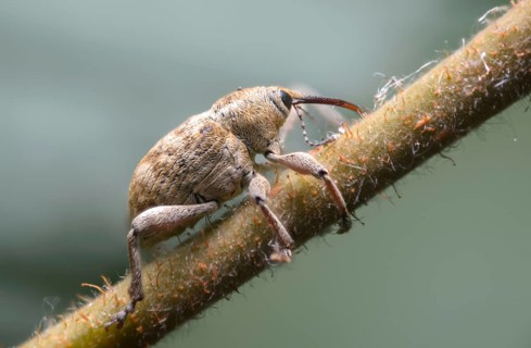 Acorn weevil, vein acorn drill, curculio venosus, acorn drill, beetle, coleoptera, insects, beetles
