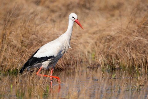 White Stork (Ciconia ciconia), Lembruch, Lower Saxony, Germany