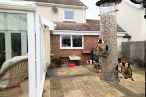 European goldfinch (Carduelis carduelis) three adult garden birds feeding on sunflower seed hearts