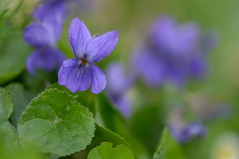 Sweet Violet, Violet, Violet, Viola Odorata, Violaceae, Flora, Plants, Plants