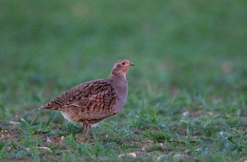 Grey or English or Hungarian partridge (Perdix perdix) adult game bird in a farmland field,