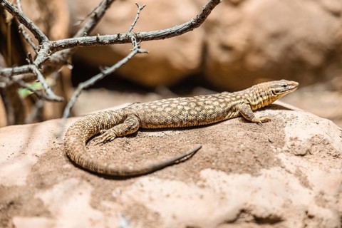 A brown and beige patterned lizard resting on a rock in a natural environment. Surrounding elements