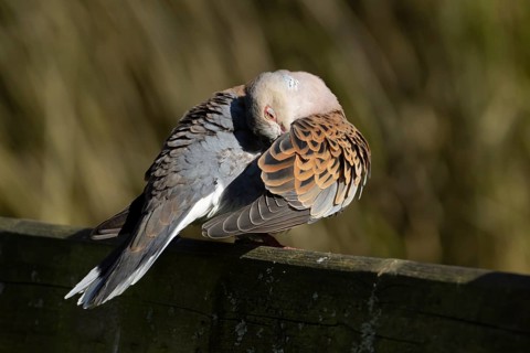 European turtle dove (Streptopelia turtur) adult bird on a fence, England, United Kingdom