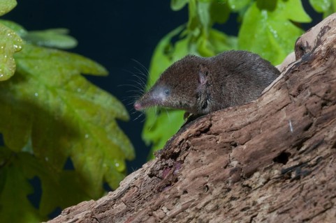 Common shrew, insectivora, insectivora, sorex araneus, wood shrew, mammals, shrew, mammals