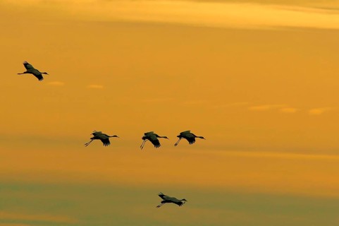 Animals, birds, cranes (Grus grus) against the evening sky, crane, sunset, silhouette, movement,