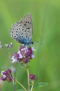 Ant blue, glaucopsyche arion, large blue, maculinea arion, phengaris arion, quendel ant blue, thyme