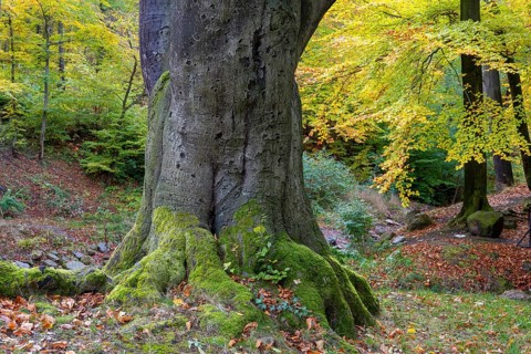 Old beech (Fagus sylvatica), Ilsenburg, Saxony-Anhalt, Germany