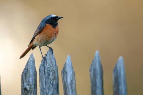 Garden redtail, Phoenicurus phoenicurus, redstart, birds, garden fence, garden birds, garden fence,