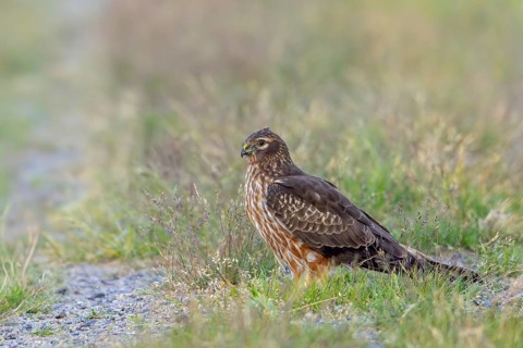 Montagu's harrier (Circus pygargus) adult female sitting on the ground looking for prey in meadow,