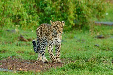 A leopard prowls purposefully across the green grassland, leopard (Panthera pardus), Masai Mara