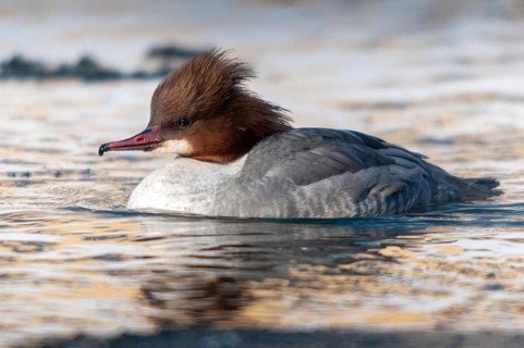 Goosander, goose säger, mergus merganser, anatidae, birds, duckbirds, female, sawyer, birds,