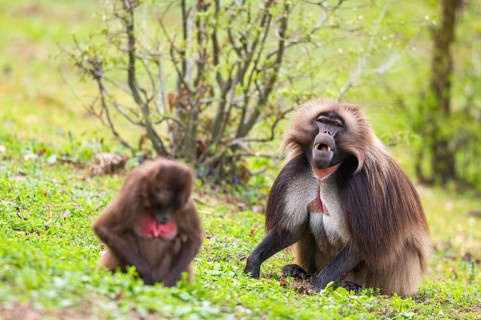 Gelada (Theropithecus gelada) male and female sitting together on the ground, captive, distribution