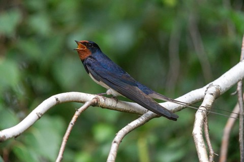 Hirundo rustica, barn swallow, birds, song, passeri, swallows, singing, songbirds, songbirds, birds