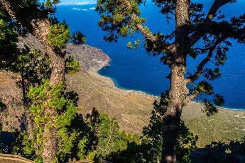 Canary pine trees framing a scenic overlook of el hierro island coastline and the vibrant blue