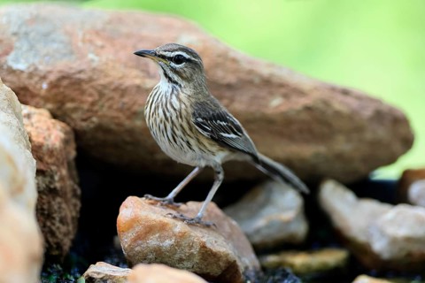 White-browed Warbler (Cercotrichas leucophrys), White-browed Bush Redstart, adult, alert, rock,