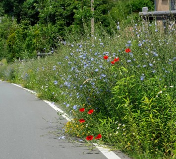 Roadside green, side green, flowering area, flower strips, ruderal surface, roadside, roadside
