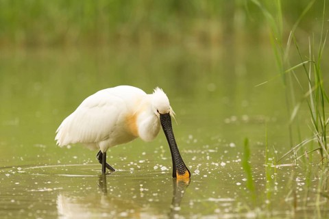 Eurasian Spoonbill (Platalea leucorodia), Serbia