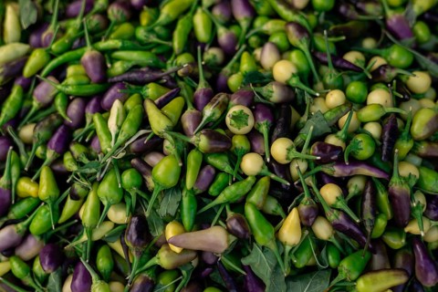 Assortment of green and purple chili peppers