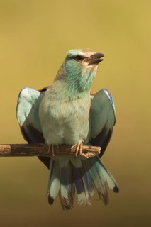European Roller (Coracias garrulus) female perched on a branch, Serbia