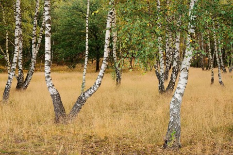 Weeping birches (Betula pendula) in heathland, Westruper Heide, North Rhine-Westphalia, Germany